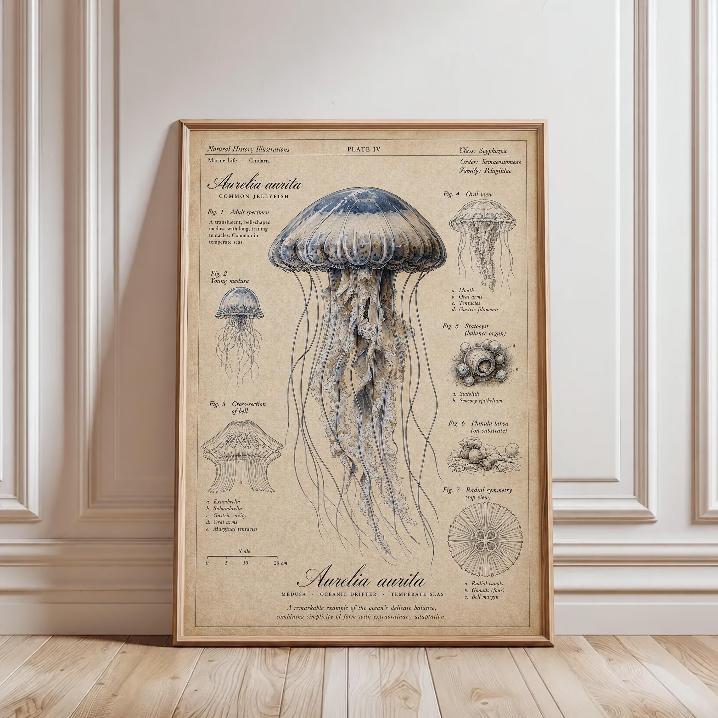 Vintage Jellyfish Scientific Illustration Marine Life Antique