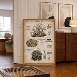 May include: A vintage-style botanical print titled Lichenes et Musci featuring detailed illustrations of three lichen and moss species with scientific labels, Latin names, and descriptive text on a beige, aged-paper background in a wooden frame.
