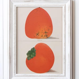 May include: Framed botanical print featuring two illustrations of Hachiya persimmons. The top persimmon is a vibrant orange with a slightly textured surface. The bottom persimmon has green leaves. The frame is white.