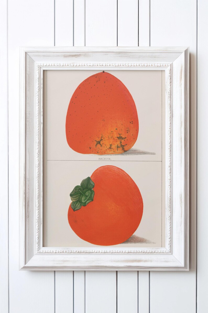 May include: Framed botanical print featuring two illustrations of Hachiya persimmons. The top persimmon is a vibrant orange with a slightly textured surface. The bottom persimmon has green leaves. The frame is white.
