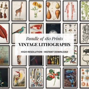 May include: A collection of framed vintage lithographs, including botanical illustrations, anatomical studies, and animal prints. The text on the image reads: "Bundle of 180 Prints, Vintage Lithographs, High Resolution, Instant Download."