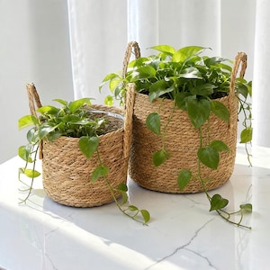 May include: Two cylindrical woven seagrass baskets with vertical handles, each containing a lush green pothos plant with trailing heart-shaped leaves. The baskets feature a natural tan fiber texture and are arranged side by side.