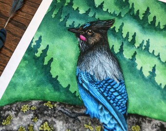 Stellar's Jay Fine Art Print - Watercolor - Painting - Reproduction - Giclée - Wildlife - Birds of the Air - Cute Animals - Bird - Forest