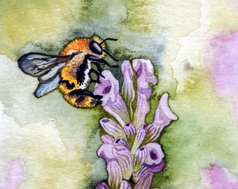 Honey Bee - Watercolor - Reproduction - Giclée - Lavender - Painting - Bee - Flower - Floral - Fine Art Print - Birds of the Air - Wall Art