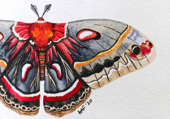 Black and White Moth Art Blank Fine Art Greeting Card 4x6 Cecropia Moth Linocut Print Reproduction