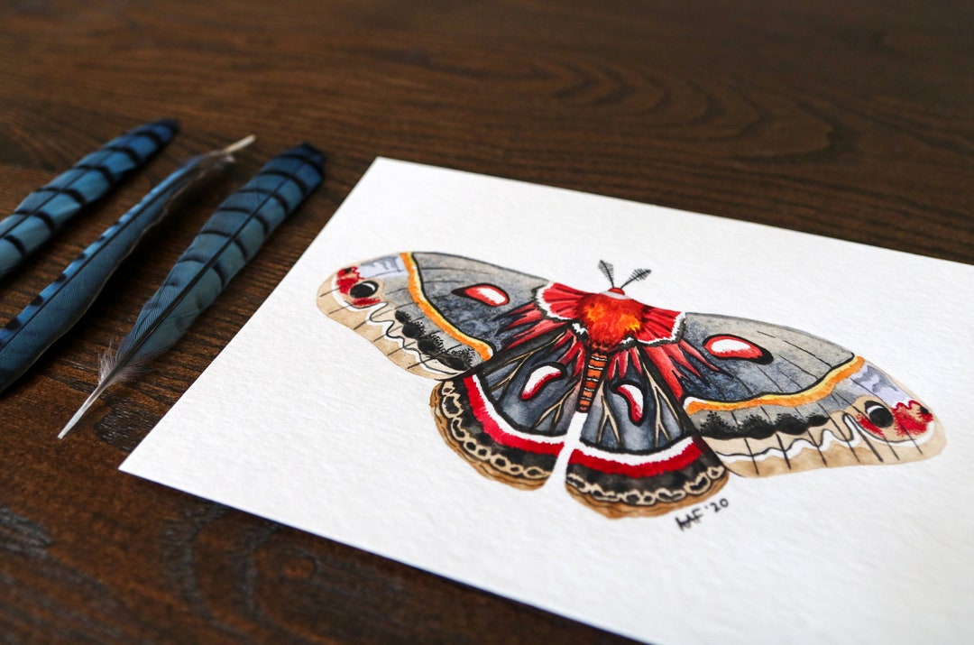 Cecropia Moth Fine Art Print Reproduction Moth Painting - Etsy