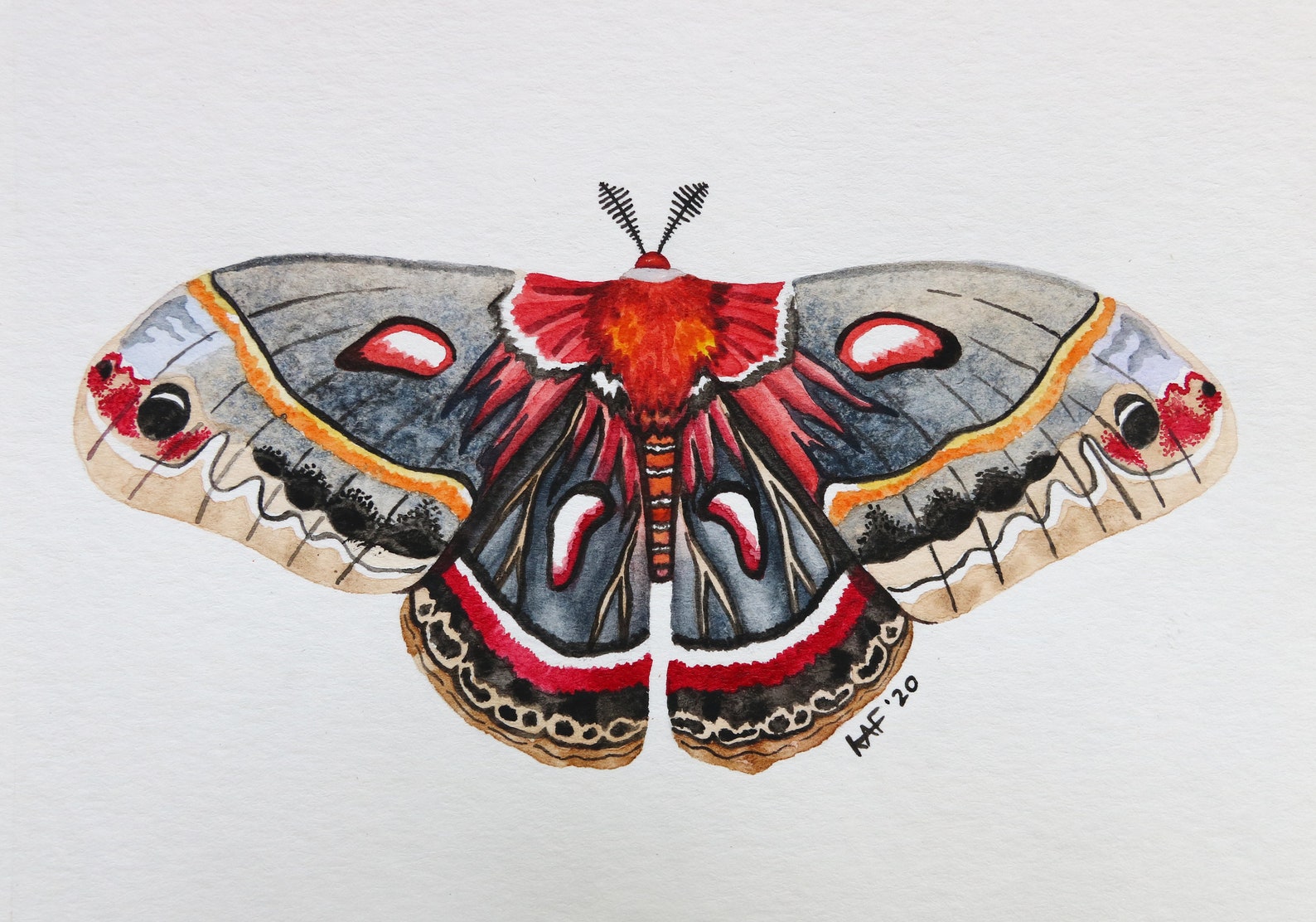 Cecropia Moth Fine Art Print Reproduction Moth Painting - Etsy