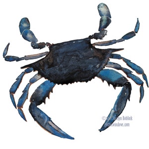 Maryland Blue Crab, giclee print from original watercolor painting, 8x10