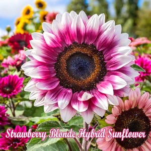 Strawberry Blonde Sunflower Seeds – Unique Hybrid Sunflower with Rose-Pink Petals | Heirloom Non-GMO Seeds for Gardeners & Pollinators