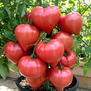 Rare Giant Oxheart Tomato Seeds – Huge Heirloom Variety, Sweet & Juicy – Non-GMO, Easy to Grow Vegetable Garden Seeds