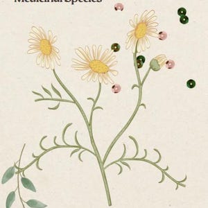 Chamomile: The Star Among Medicinal Species Zine