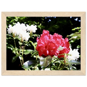 Poster encadré en bois avec contraste rose et blanc en papier semi-brillant classique