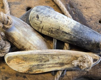 雄牛の角（1本のみ）黒色火薬や西洋装飾、工芸品に使用できる天然牛角