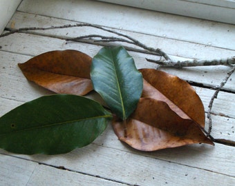 Magnolia Leaves 1 Dozen Witch's Alter, Wreaths, Ornaments, Hoodoo, Spells, Shaman, Pagan, Wiccan, Scenting, Banishing, Cleansing, Protection