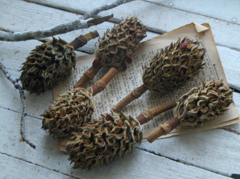 Magnolia Tree Bulbs Seed Pods for Crafting Christmas Ornaments Etsy