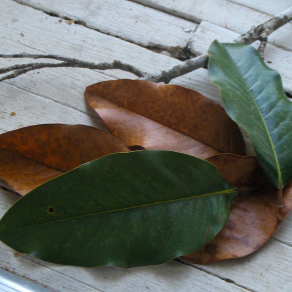 Magnolia Leaves Etsy