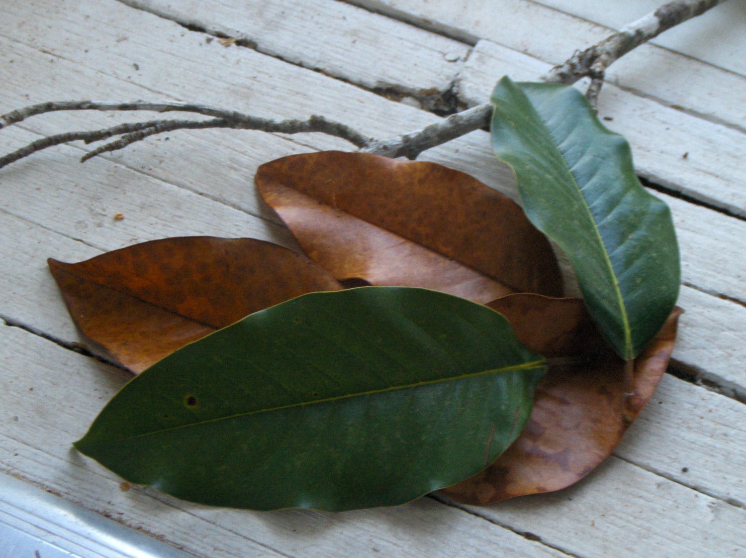 Wholesale Southern Magnolia Leaves Choice Fresh Green / Naturally Dried LOWEST Price Wreaths Garland Pagan Wiccan Scents Banishing Cleansing
