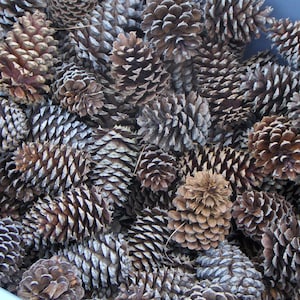 May include: A close-up of a large pile of brown pine cones. The cones are all different sizes and shapes, and some are open while others are closed.