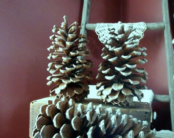 Long Leaf HUGE 8&quot; Pine Cones LOWEST PRICE  North Carolina Rustic Home cottage country Lodge cabin Yard Decor Christmas Tree Mantel Garland