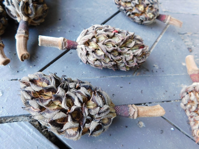 Magnolia Tree Bulbs Seed Pods for Crafting Christmas Ornaments Etsy