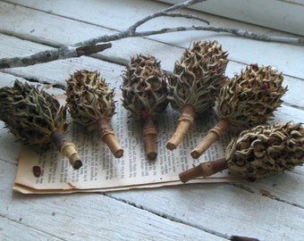 Magnolia Tree Bulbs Seed Pods for Crafting Christmas ornaments Set of 6, Gilding, Glitter, wreaths, garland. Natural rustic hand picked.