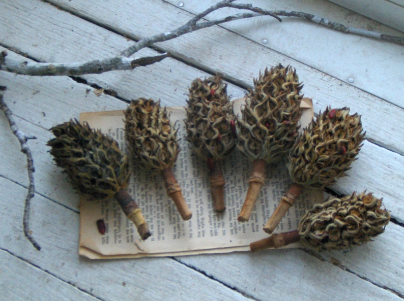 Magnolia Tree Bulbs Seed Pods for Crafting Christmas Ornaments Etsy