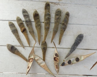 Twisted Wisteria Seed Pods: Natural Desert Garden Spirals, Craft Supplies  (20 Pods) - Etsy
