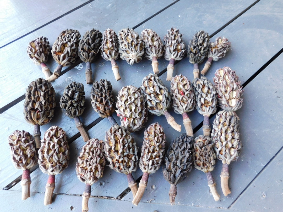 Magnolia Tree Bulbs Seed Pods for Crafting Christmas Ornaments Lot of 24, Gilding, Glitter