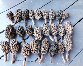 Magnolienbaum-Zwiebeln Samenkapseln zum Basteln von Weihnachtsschmuck Lot von 24, Vergoldung, Glitter, Kränze, Girlande. Natürliche Hand gepflückt 2 Dutzend