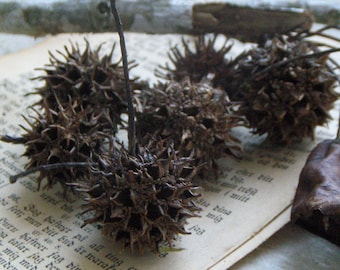 Witch&#39;s Burr. Sweet Gum Balls for Scenting Banishing Cleansing Protection Wiccan Pagan Altar Ritual Nature Woodland Seed Pods