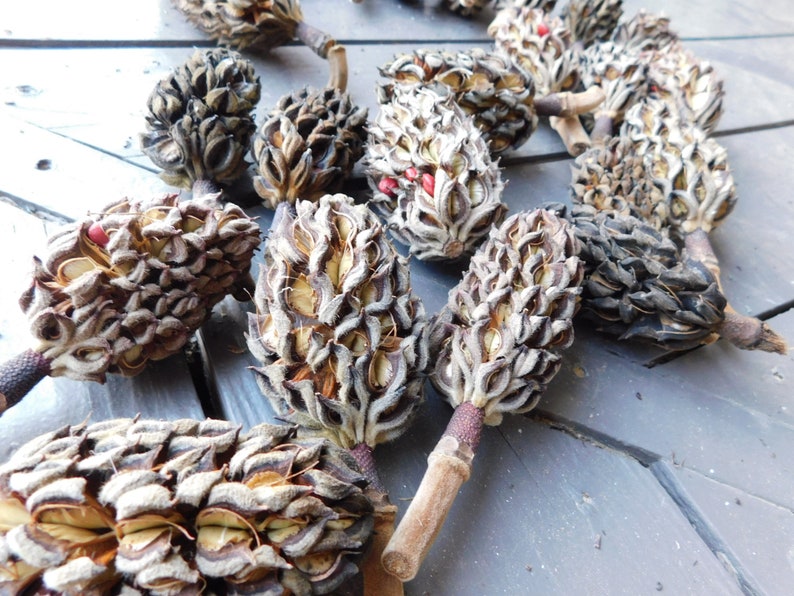 Magnolia Tree Bulbs Seed Pods for Crafting Christmas Ornaments Etsy