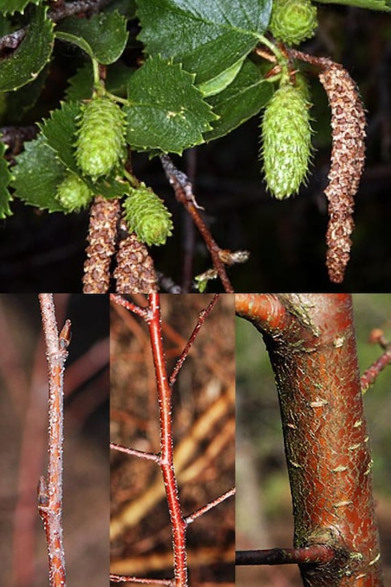 Betula Occidentalis Seeds, Red Birch, Water Birch, Western Red Birch, Red  Birch (118 Seeds), Seeds for Planting - Etsy