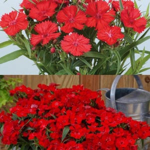 Dianthus Diamond Series Scarlet Annual Seeds, Carnation, Pinks (25 seeds), seeds for planting