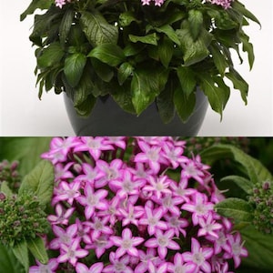 May include: A potted plant with clusters of small, star-shaped pink flowers. The plant has dark green leaves and is in a black pot. The flowers have a white center and a pink outer edge.