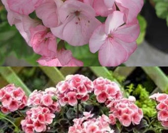 Geranium Zonal Black Velvet Series Rose Seeds, Pelargonium, geraniums, pelargoniums, storksbills (5 seeds), seeds for planting