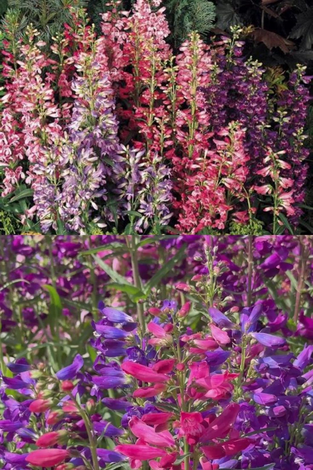 Penstemon Beardtongue Barbatus Rondo Mix Perennial Seeds (50 Seeds ...