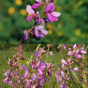 May include: Close-up of a flowering plant with vibrant purple and pink blossoms. The flowers are clustered along slender stems, set against a blurred green background of foliage and yellow accents. The image captures the natural beauty of the plant.