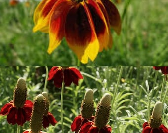 Ratibida Coneflower Mexican Hat Columnifera Red Perennial Seeds, prairie coneflowers (50 seeds), seeds for planting