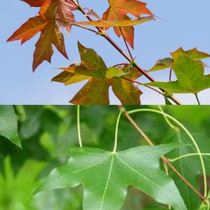 May include: Close-up of maple leaves in various stages of color change. The top half shows leaves in shades of red, orange, and yellow against a blue sky. The bottom half displays vibrant green leaves.