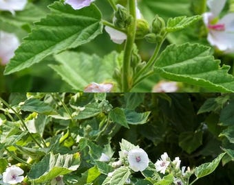 Althaea officinalis seeds, Common Marshmallow, Marshmallow (67 seeds), seeds for planting