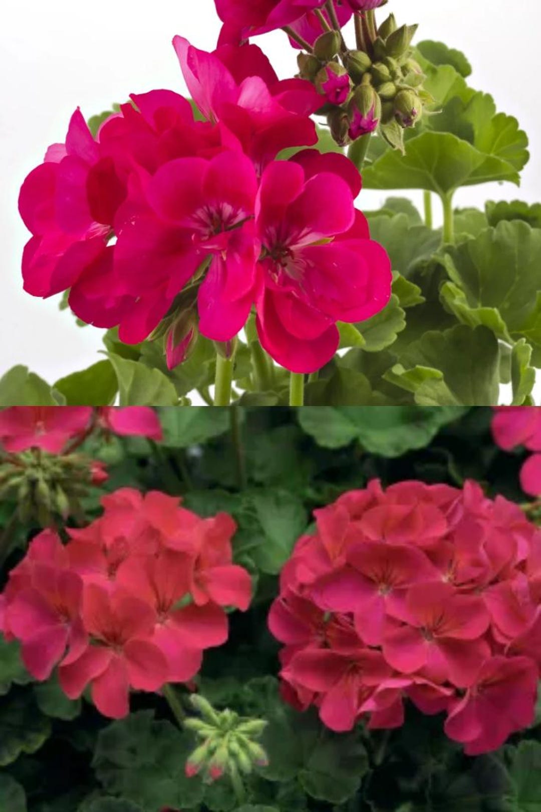 Pinot Geranium Geranium Zonal Pinto Series Violet Seeds, Pelargonium, Geraniums ...