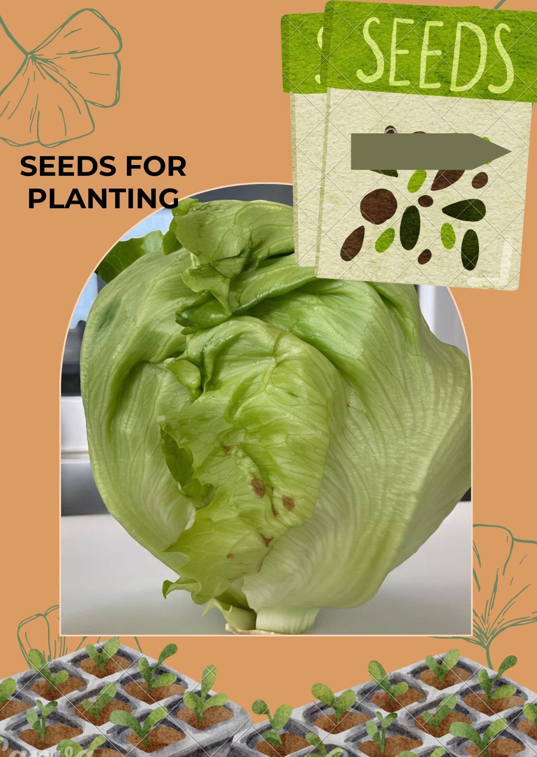 Lettuce Iceberg Vegetable Seeds, Lactuca Sativa (100 Seeds), Seeds for ...