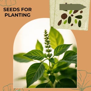 Herb Seeds - Basil Holy Green Seeds, Ocimum tenuiflorum, holy basil, tulasi, tulsi (50 seeds), seeds for planting
