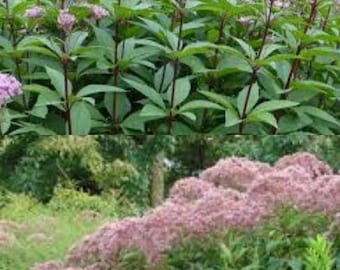 Eupatorium Joe Pye Fistulosum Perennial Seeds, Eutrochium fistulosum, Eupatorium fistulosum (50 seeds), seeds for planting