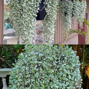 Dichondra Silver Falls Annual Seeds, Kidzilla Dichondra (25 seeds), seeds for planting