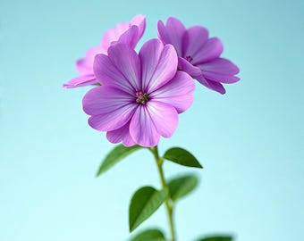 Godetia Lilac Blossom Annual Seeds, Clarkia amoena, Satin Flower (50 seeds), seeds for planting