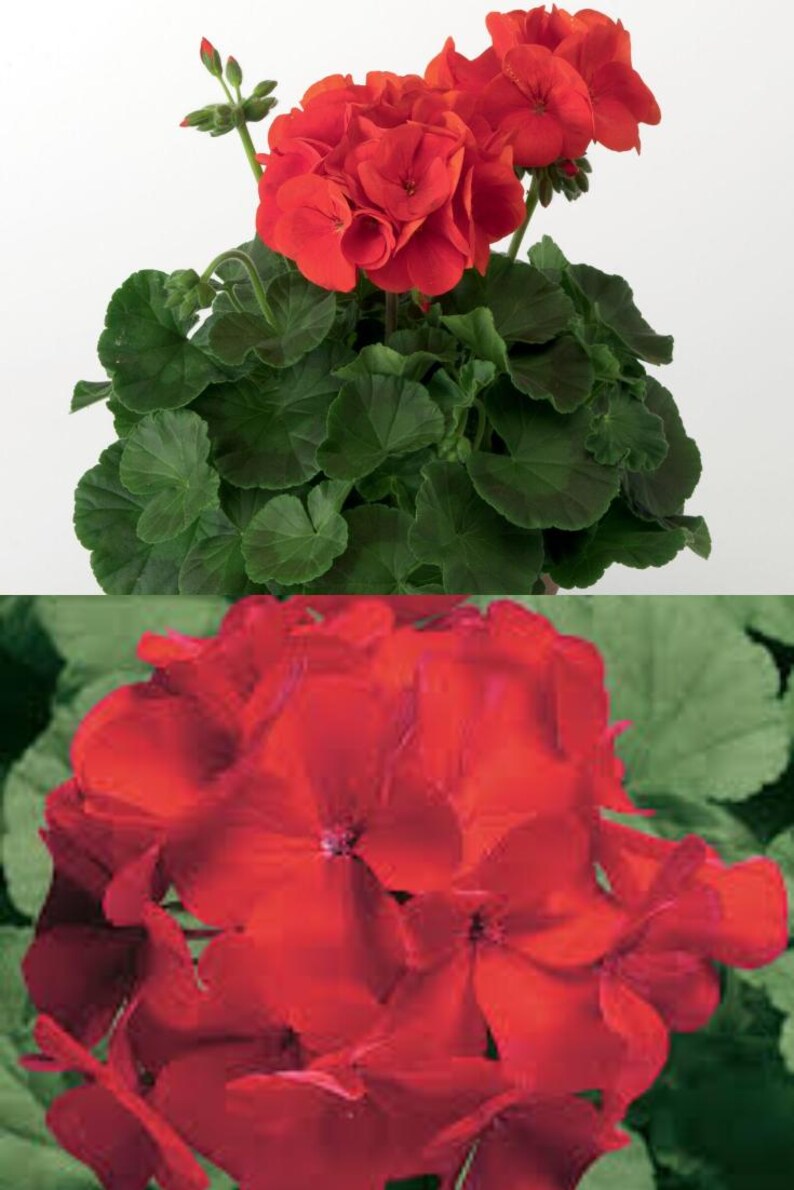 Geranium Zonal Ringo 2000 Series Cardinal Red Seeds, Pelargonium ...