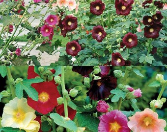 Alcea Ficifolia Single Mix Perennial Seeds,  hollyhocks (25 seeds), seeds for planting