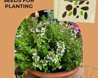Herb Seeds - Thyme Garden Seeds, Thymus (50 seeds), seeds for planting