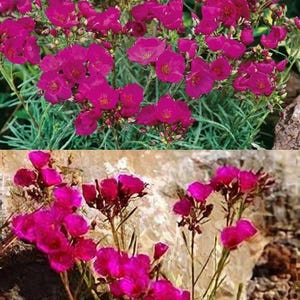 May include: Close-up of vibrant pink flowers with small, delicate petals. The flowers are clustered together, creating a full, lush appearance. The green foliage provides a contrasting backdrop, enhancing the bright color of the blooms. The image showcases a natural floral arrangement.